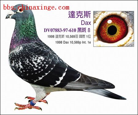 荷兰轻取比利时，穆勒刷新纪录