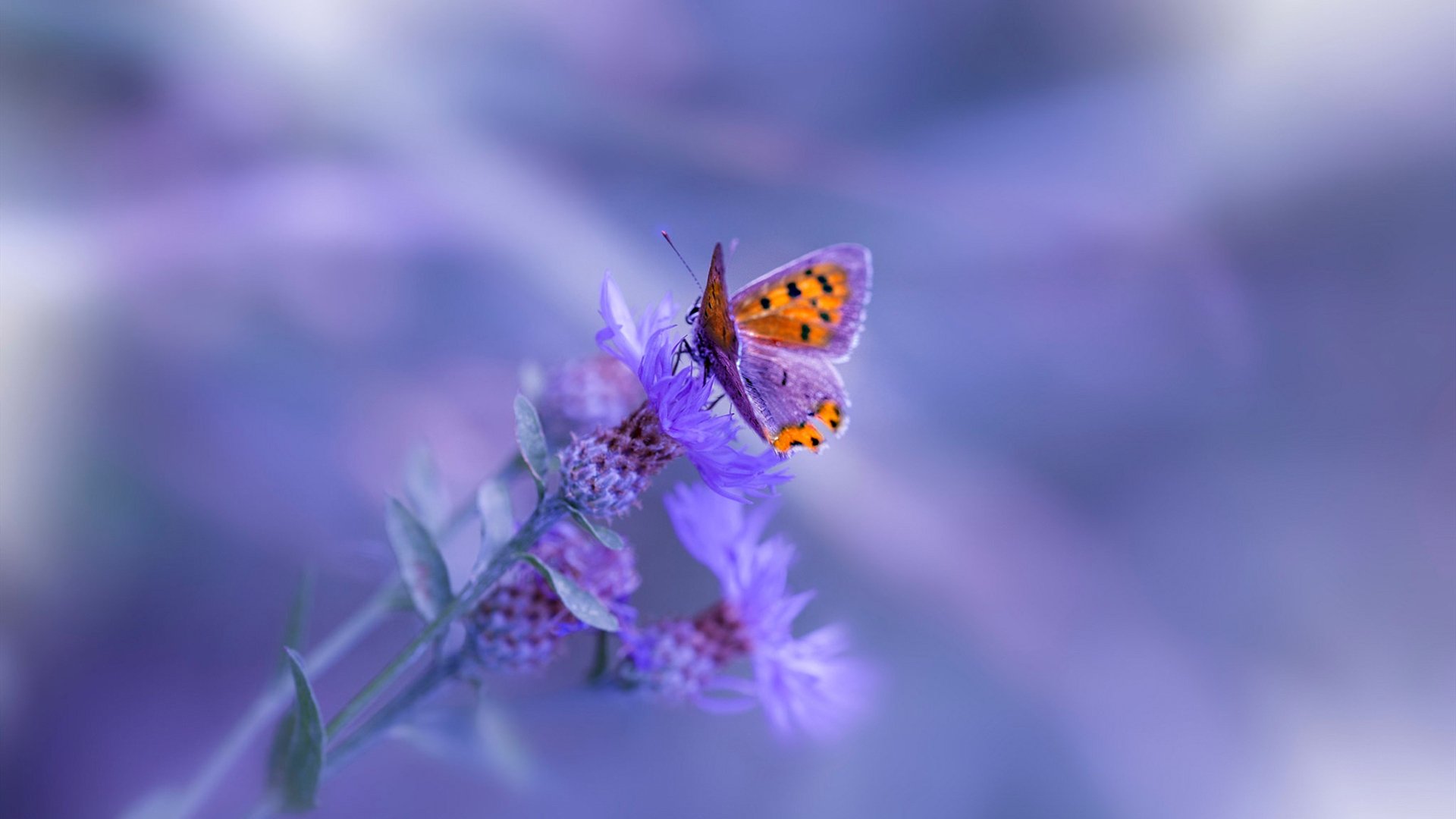 冰与火的碰撞，吉林队正面击溃森林狼，福克斯关键进球定乾坤