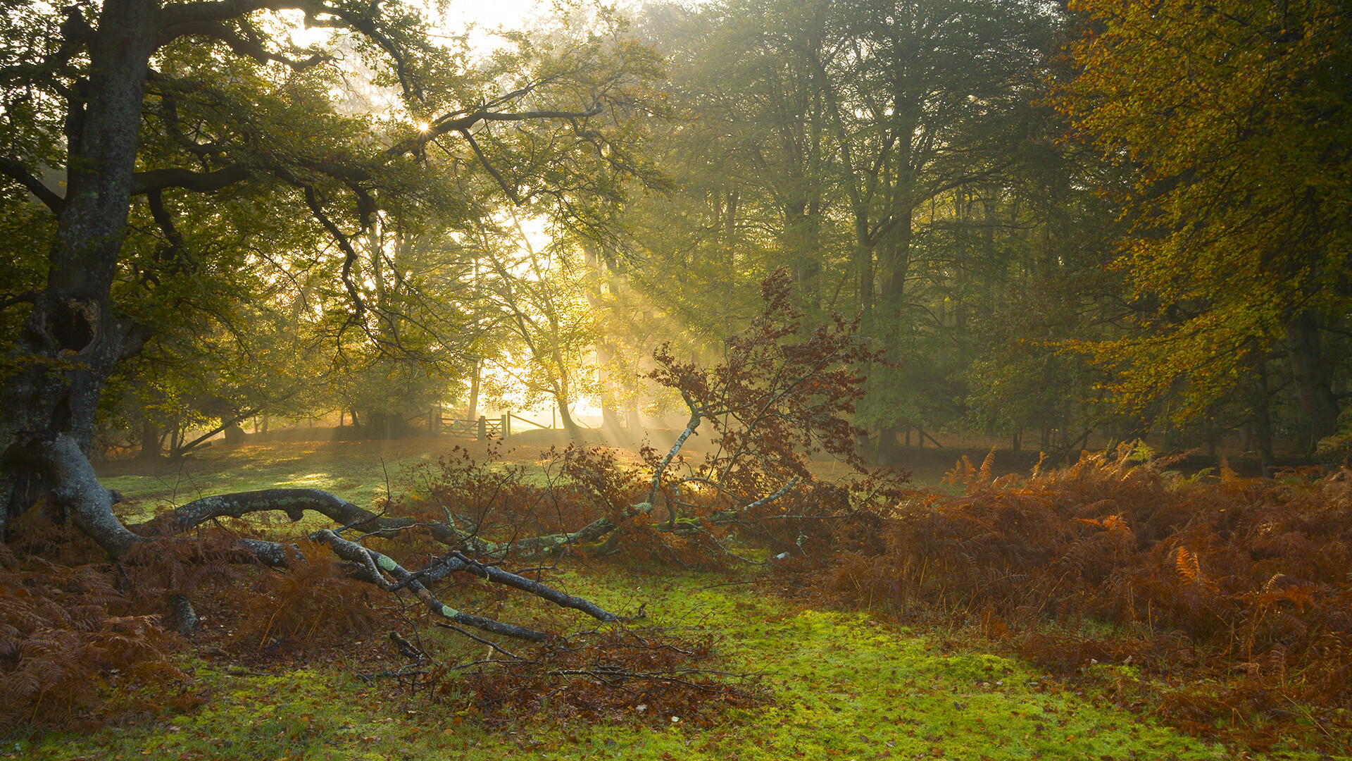 总决赛之夜，西亚卡姆的救赎之路