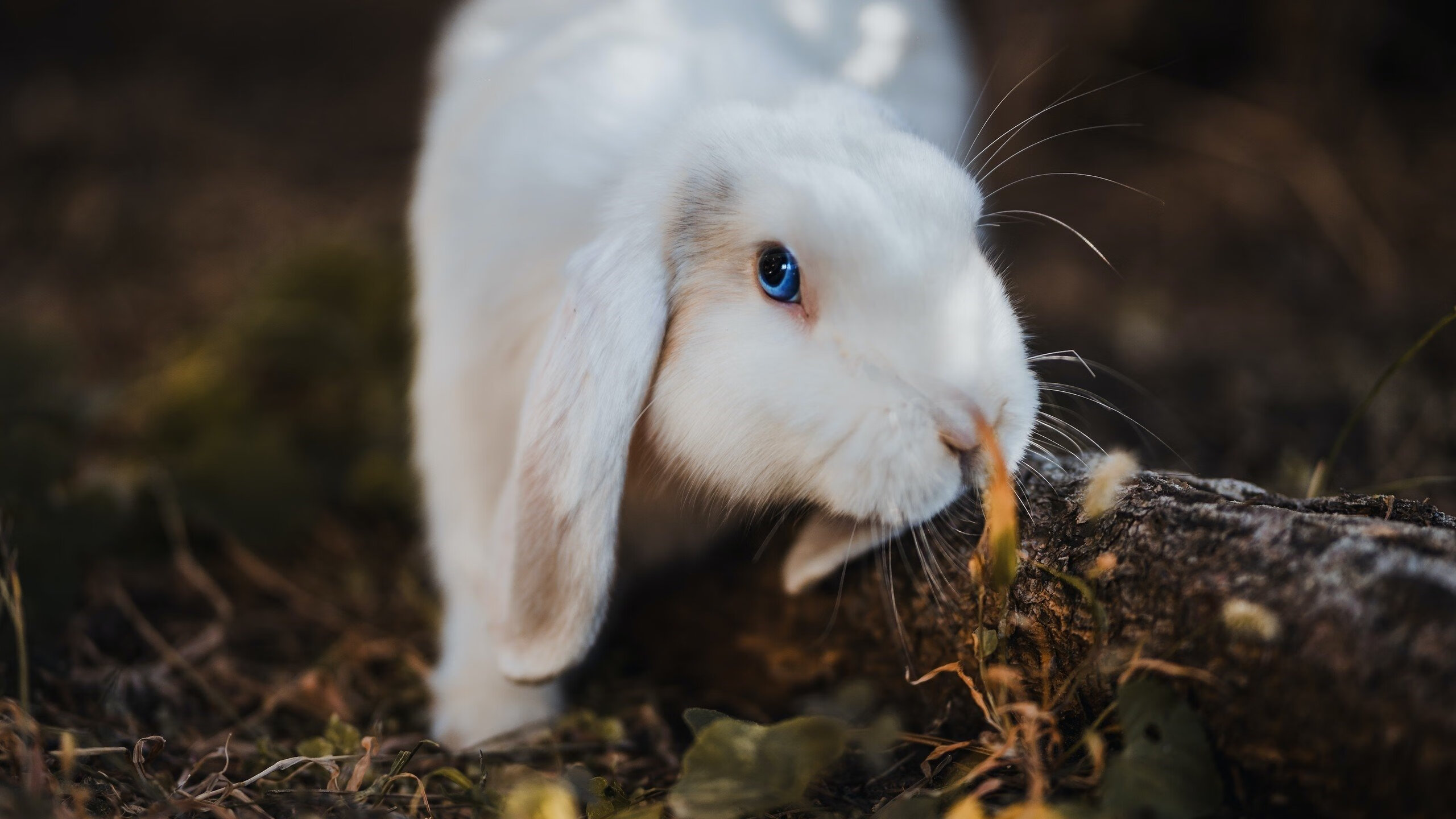 布伦森大场面先生！开拓者封锁战术难阻尼克斯核心闪耀
